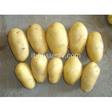 Shandong Tengzhou produzione biologica di patate fresche olandesi